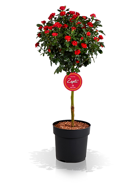 Dauerblüher Zepeti eine Rose mit vielen Stärken GartenFlora