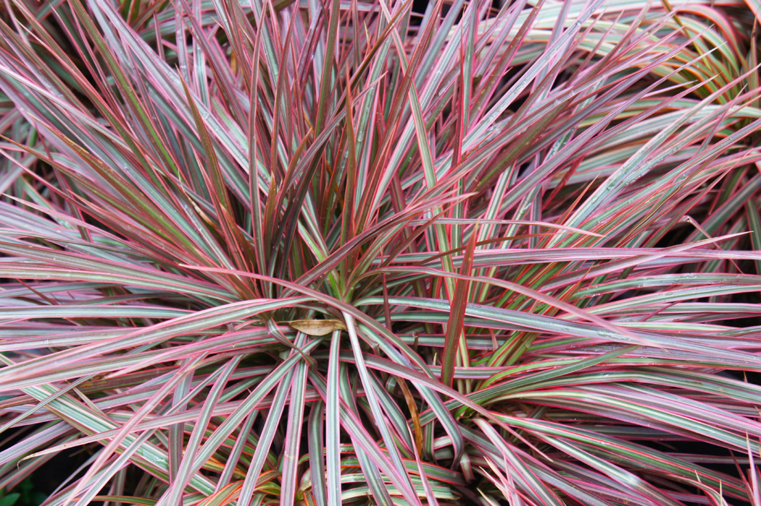 Der Gerandete Drachenbaum, Dracaena marginata ‘Colorama', punktet mit buntem Laub. Foto: AdobeStock_skymoon13