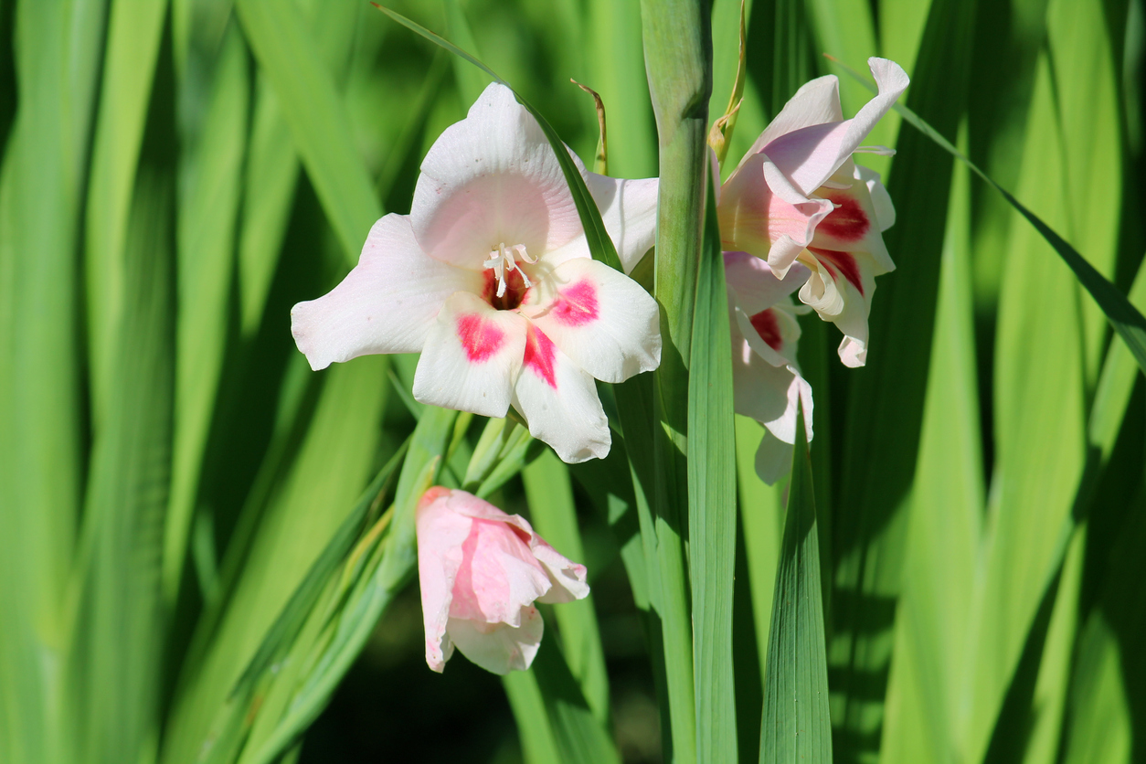 Gladiolen pflanzen, pflegen & überwintern GartenFlora