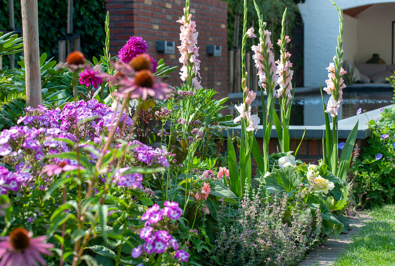 Gladiolen pflanzen, pflegen & überwintern GartenFlora