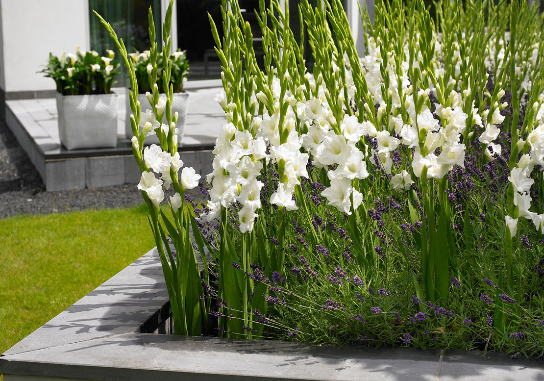 Großblütige Gladiolen setzen auch in der modernen Gartengestaltung tolle Akzente. Foto: iBulb_Wilfried Overwater