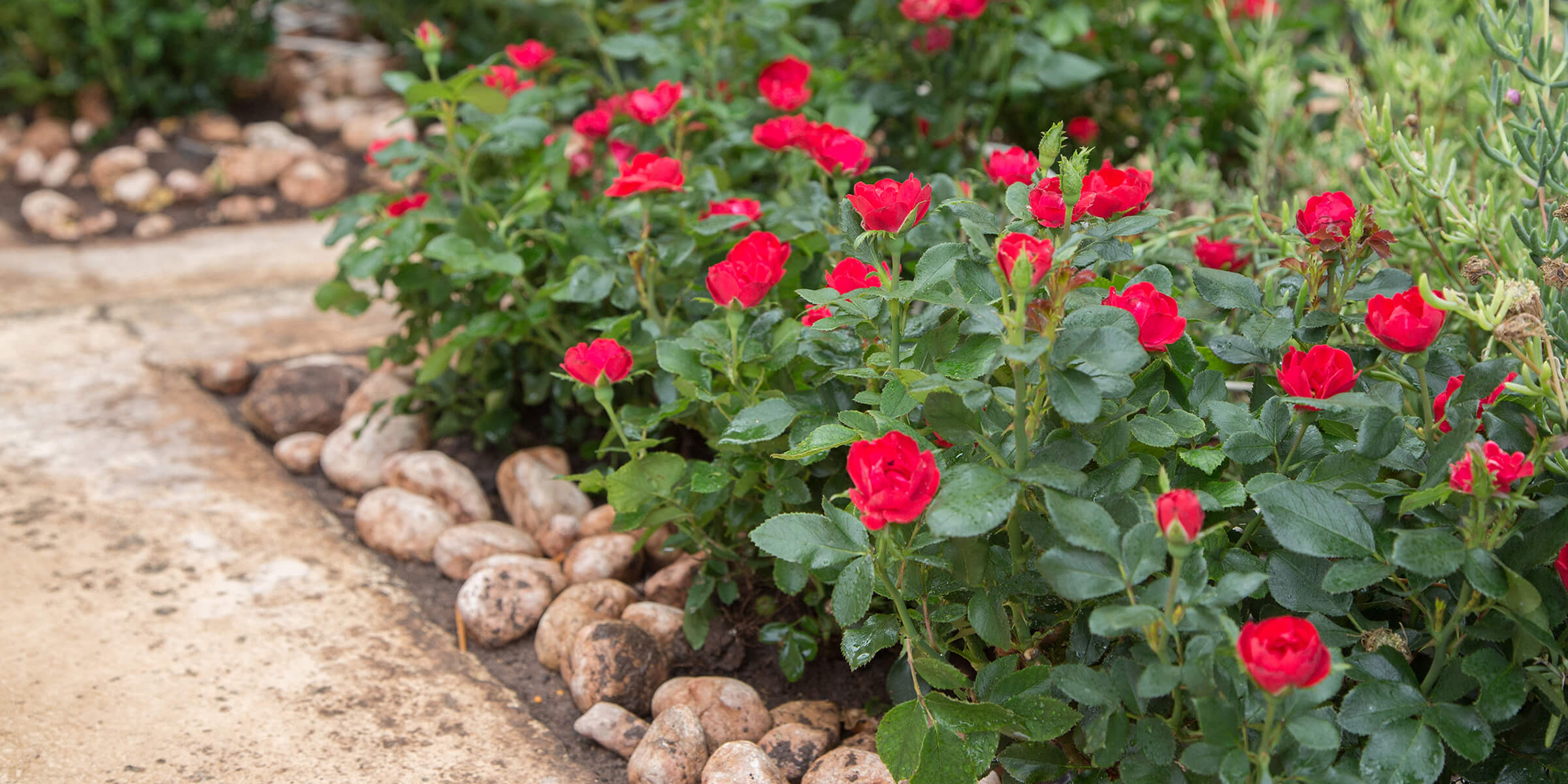 dauerblühende Rose Zepeti ® im 5 Liter Pflanzcontainer