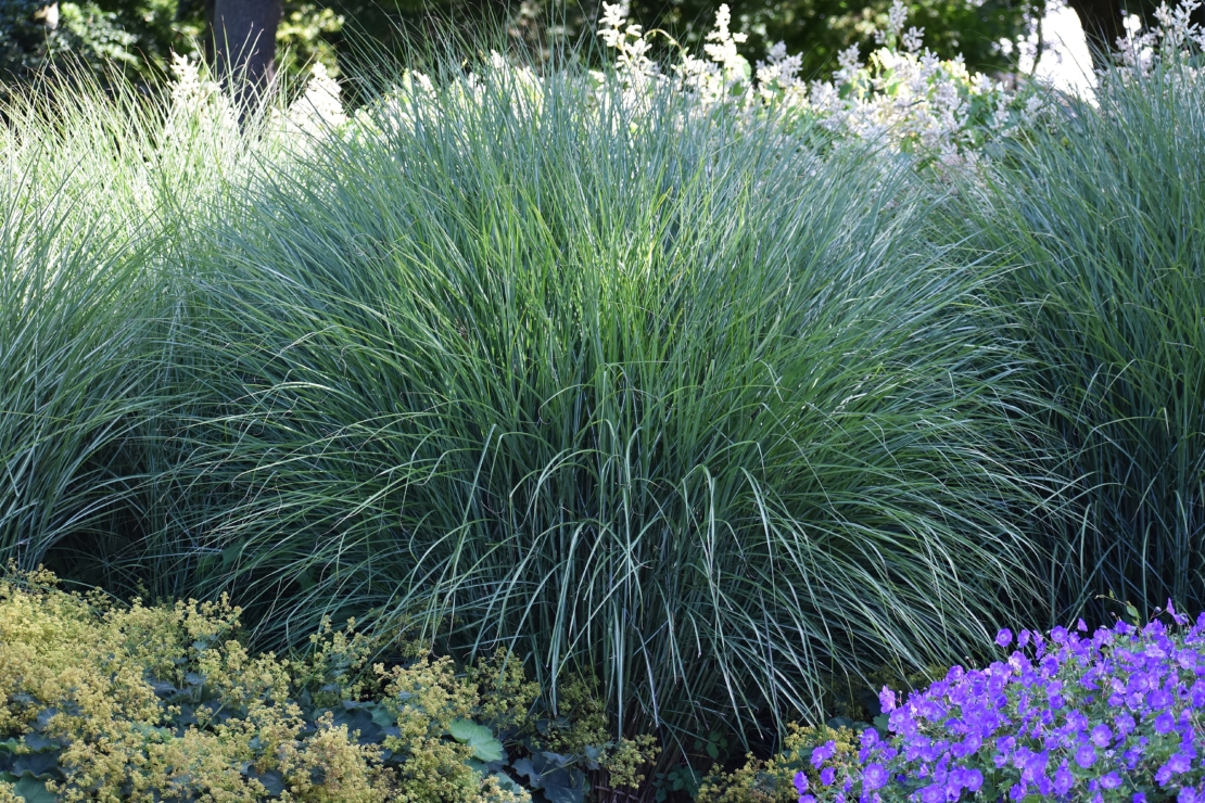 Lampenputzergras (Pennisetum) pflanzen und pflegen | GartenFlora