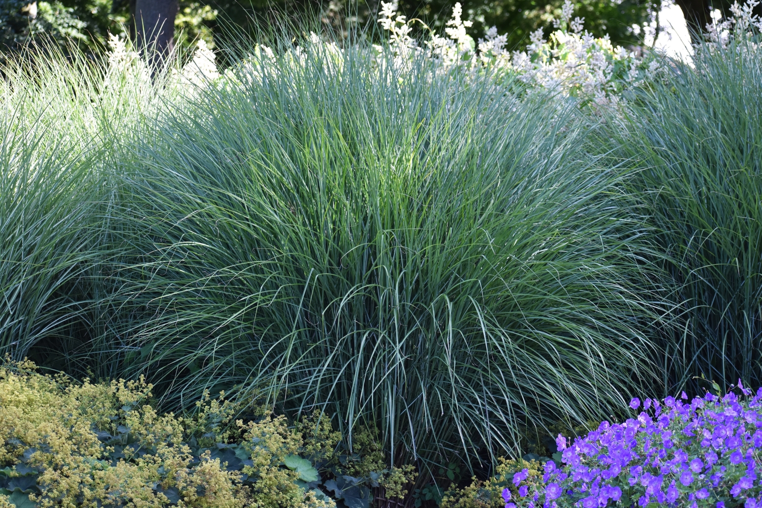 Lampenputzergras (Pennisetum) pflanzen und pflegen GartenFlora
