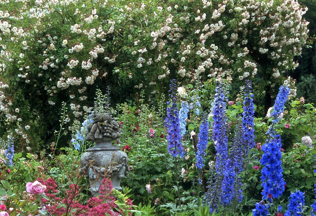 Diese Ramblerrose ist eine eindrucksvolle Erscheinung im Cottage-Garten. 