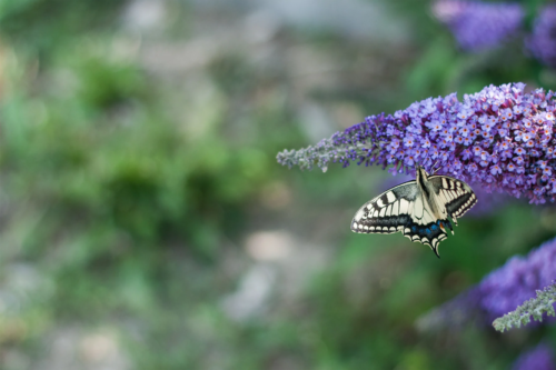 Ein Schwalbenschwanz sitzt auf den violettfarbenen Blüten eines Sommerflieders, die von rechts ins Bild ragen. Im Hintergrund sind verschwommene Büsche zu sehen. Foto: AdobeStock_Emmegi Mig