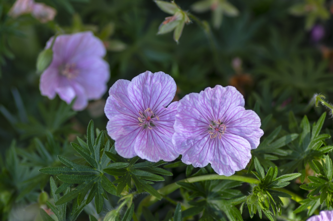 Blutstorchschnabel Foto: AdobeStock_Iva