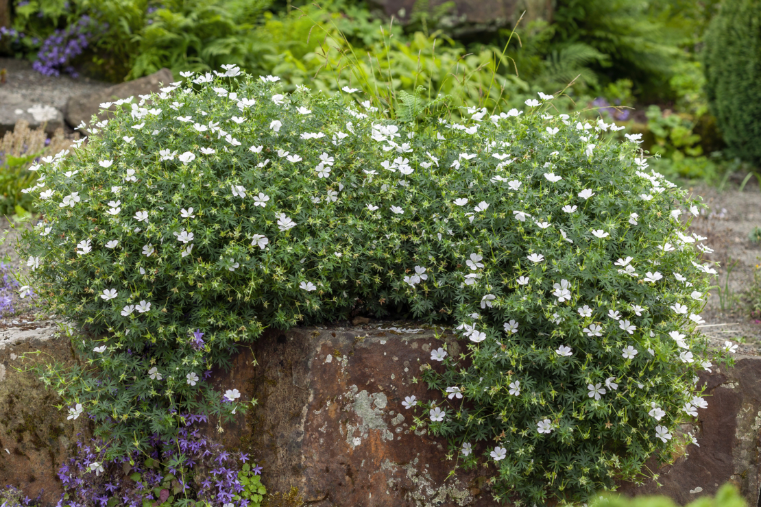 Blutstorchschnabel Foto: AdobeStock_Tony Baggett