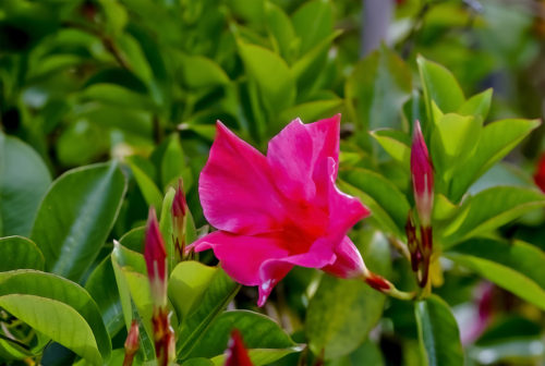Dipladenia