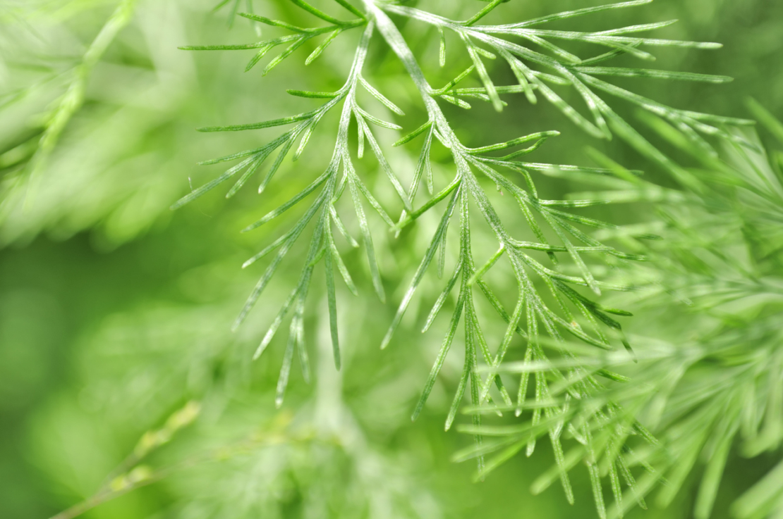 Eberraute, Colakraut pflanzen und pflegen | GartenFlora