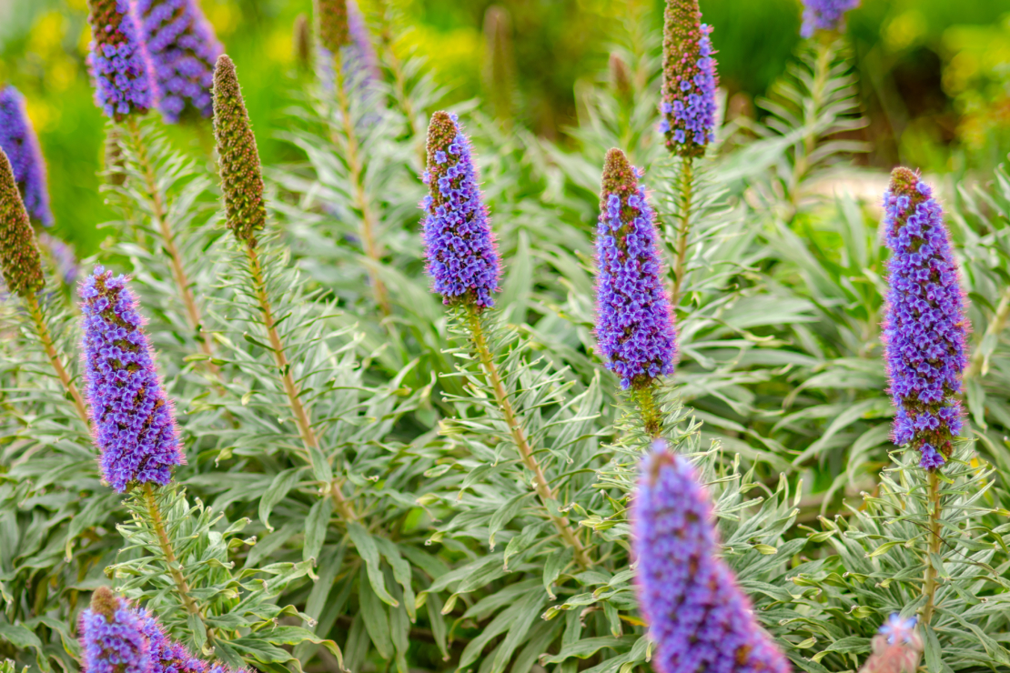 Der Madeira-Natternkopf, Echium candicans, mit violettem Farbeinschlag  Foto: AdboeStock_Olga