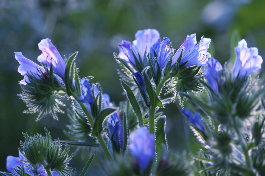 Echium plantagineum ‘Blue bedder' Foto: iStock_Imladris01