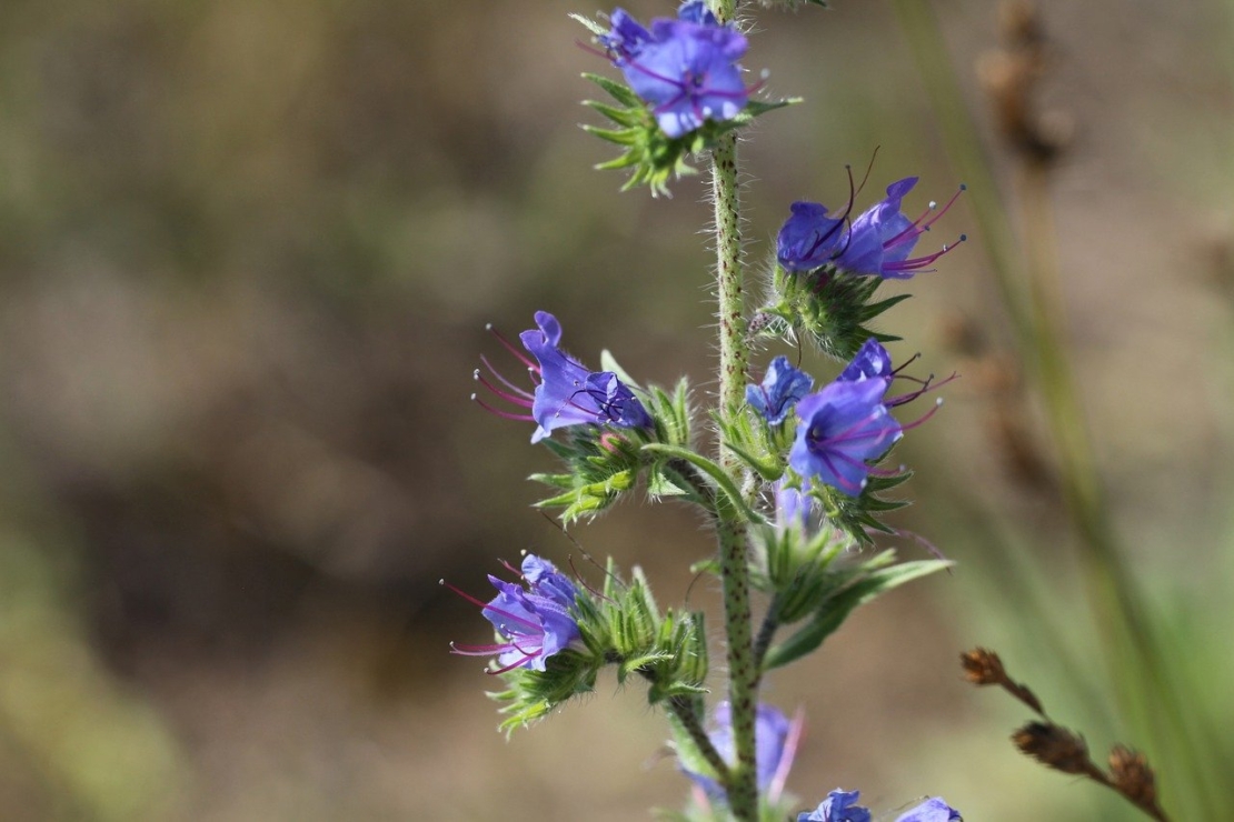 Echium vulgare Foto: Pixabay_KitKestrel