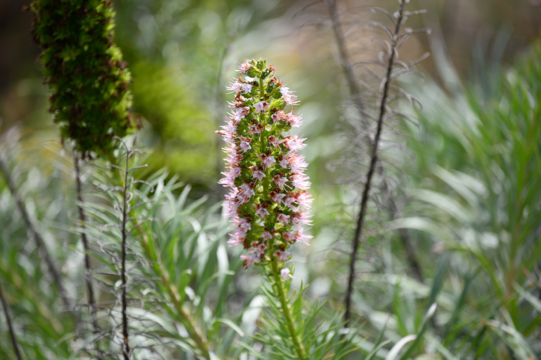 Echium webbii Foto: iStock_Maren Mueller