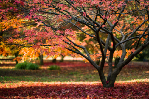 Ein Fächerahorn mit rötlichem Laub im Herbst. Foto: AdobeStock_James
