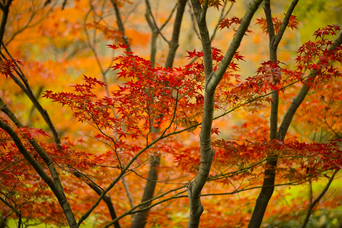 Ein rotblättriger Fächerahorn. Foto: AdobeStock_alessandrozocc