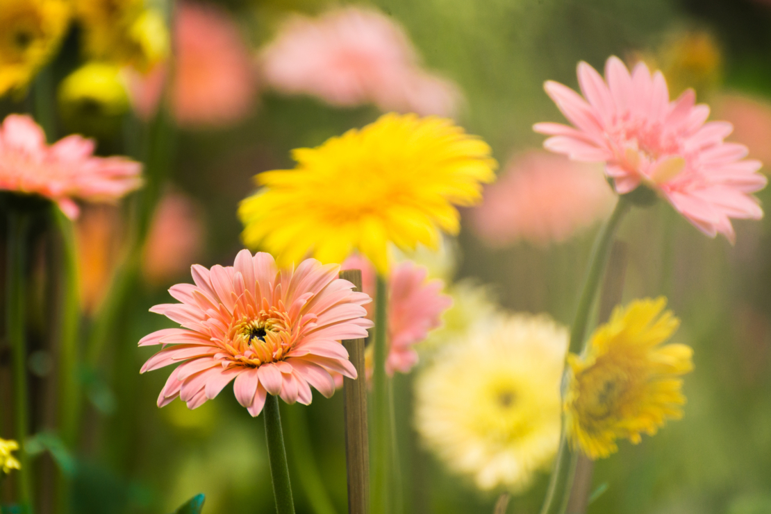 Gerbera Foto: AdobeStock_chollacholla