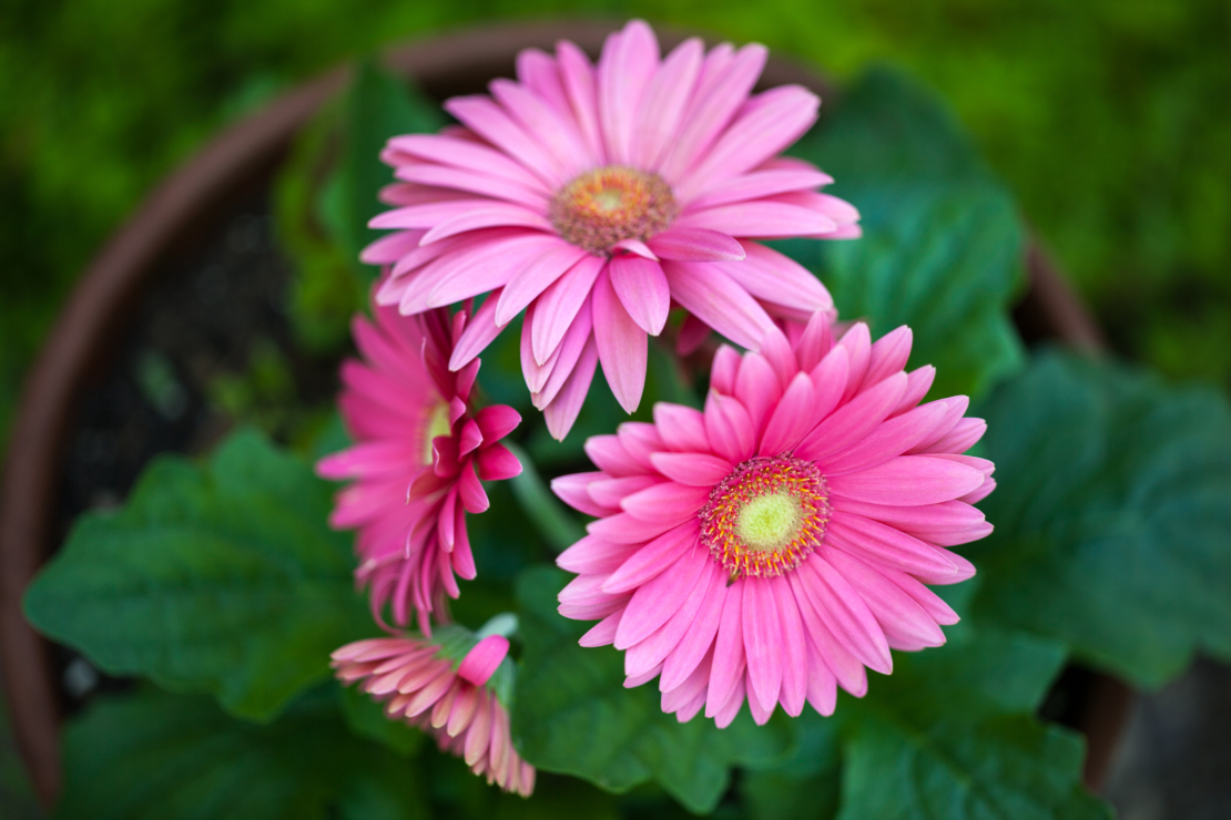 Gerbera Foto: AdobeStock_eurobanks