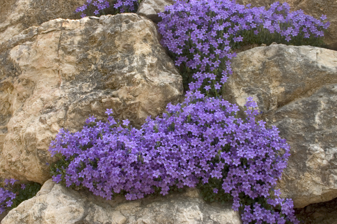 Glockenblume Foto: AdobeStock_Danielle Bonardelle