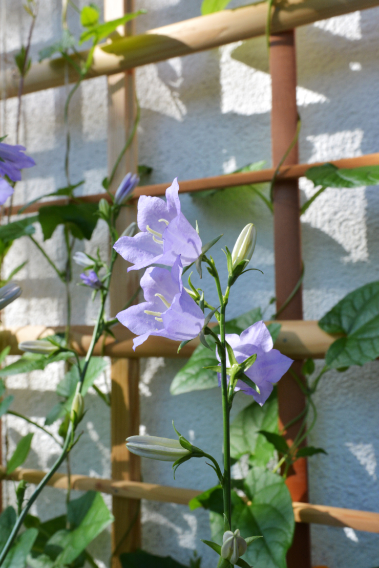 Glockenblume Foto: AdobeStock_Happy Dragon