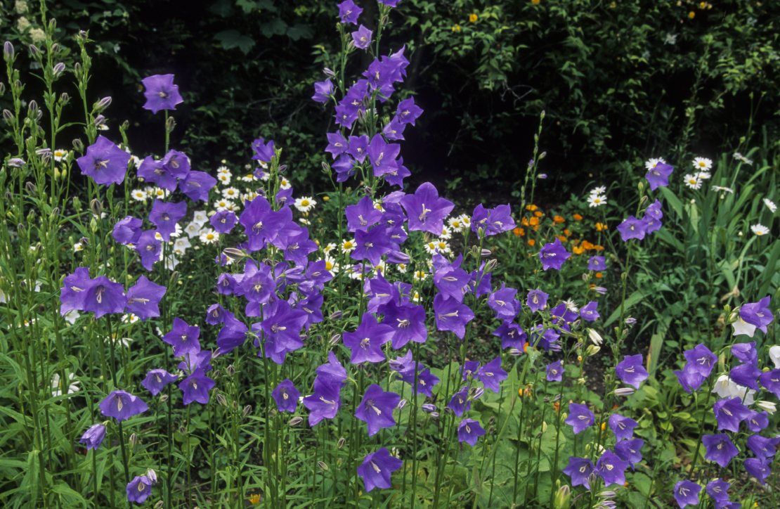 Glockenblume Foto: AdobeStock_JAG IMAGES