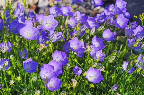 Violettblaue Blüten einer Glockenblume im Garten. Foto: AdobeStock_Starover Sibiriak