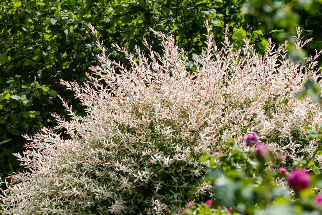 Harlekinweide schneiden Foto: AdobeStock_AlexanderDenisenko