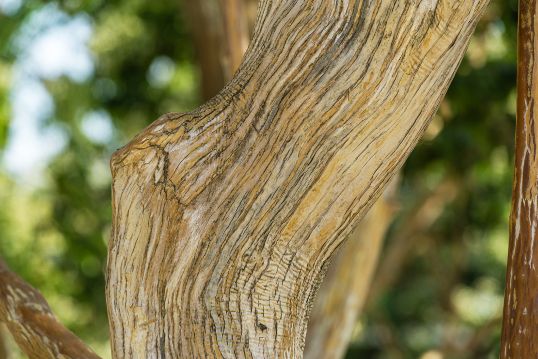 Sieben-Söhne-des-Himmels-Strauch Foto: AdobeStock_MarinoDenisenko