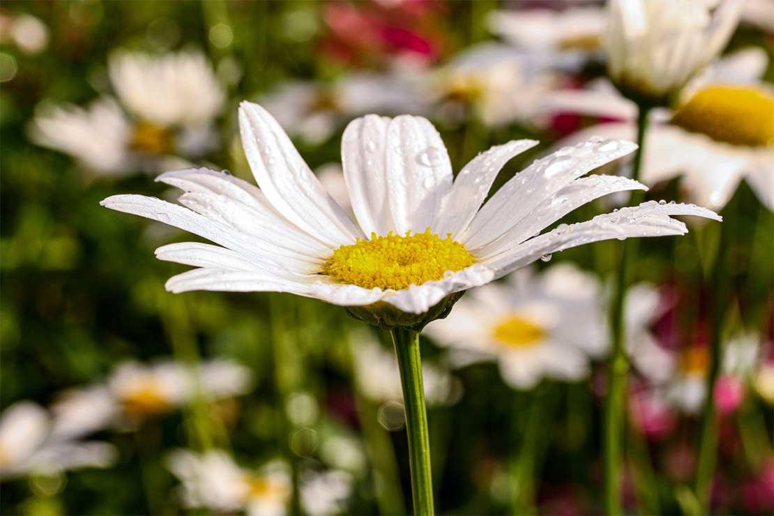 Margeriten Foto: AdobeStock_Roger