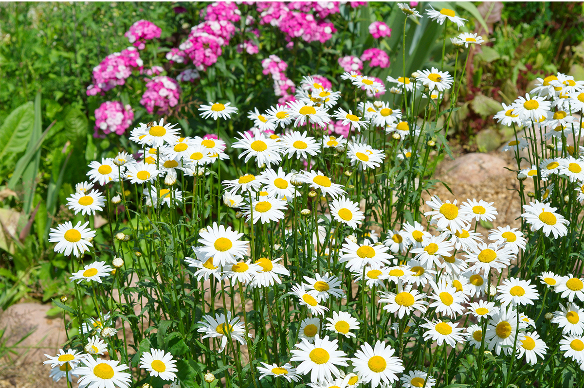 Margeriten Sortenfülle für den Garten GartenFlora