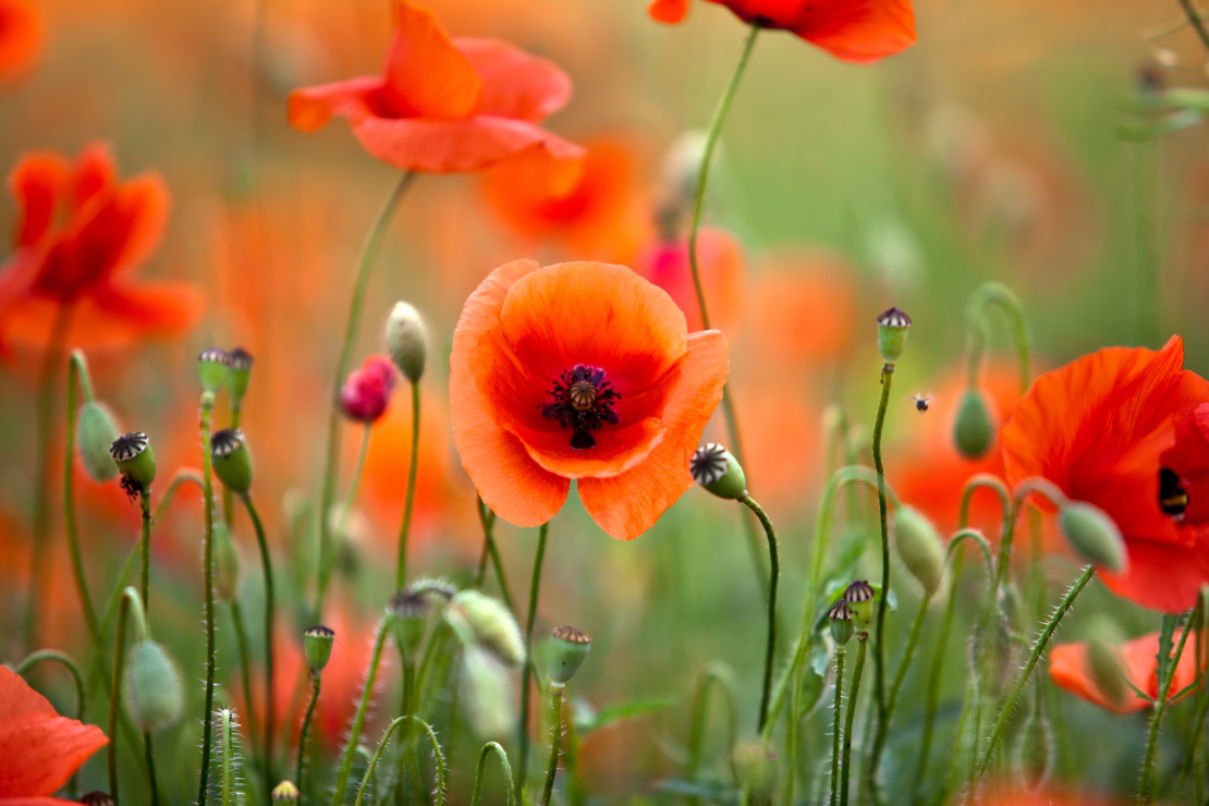 Neophyten – Mohn Foto: AdobeStock_Nailia Schwarz