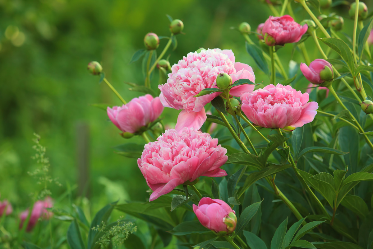 Pfingstrosen kombinieren Beetpartner finden GartenFlora