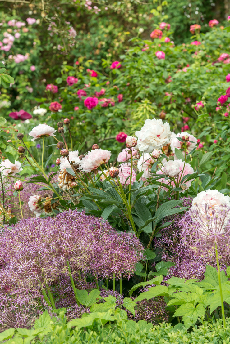 Hellrosablühende Pfingstrose. Im Vordergrund pinke Blütenbälle des Zierlauchs. Im Hintergrund eine Rose mit pinken Blüten.