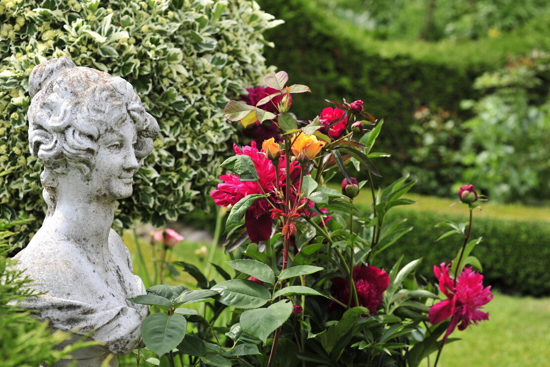 Rotblühende Pfingstrosen und apricotfarbene Rosen vor antiker Büste im Garten.