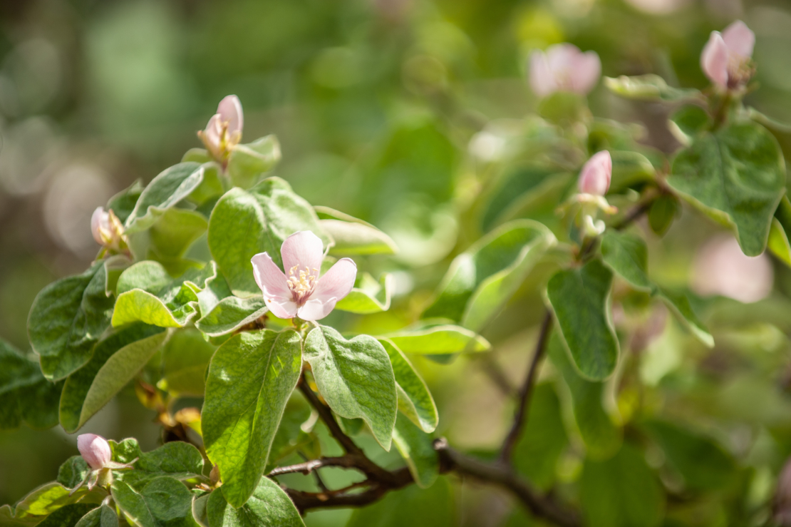 Quittenbaum Foto: AdobeStock_lebaer