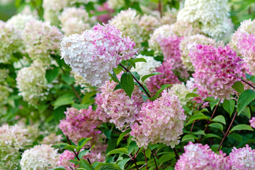 Rispenhortensie mit weiß-pinken Blütenständen. [Foto: AdobeStock_Nadya So]