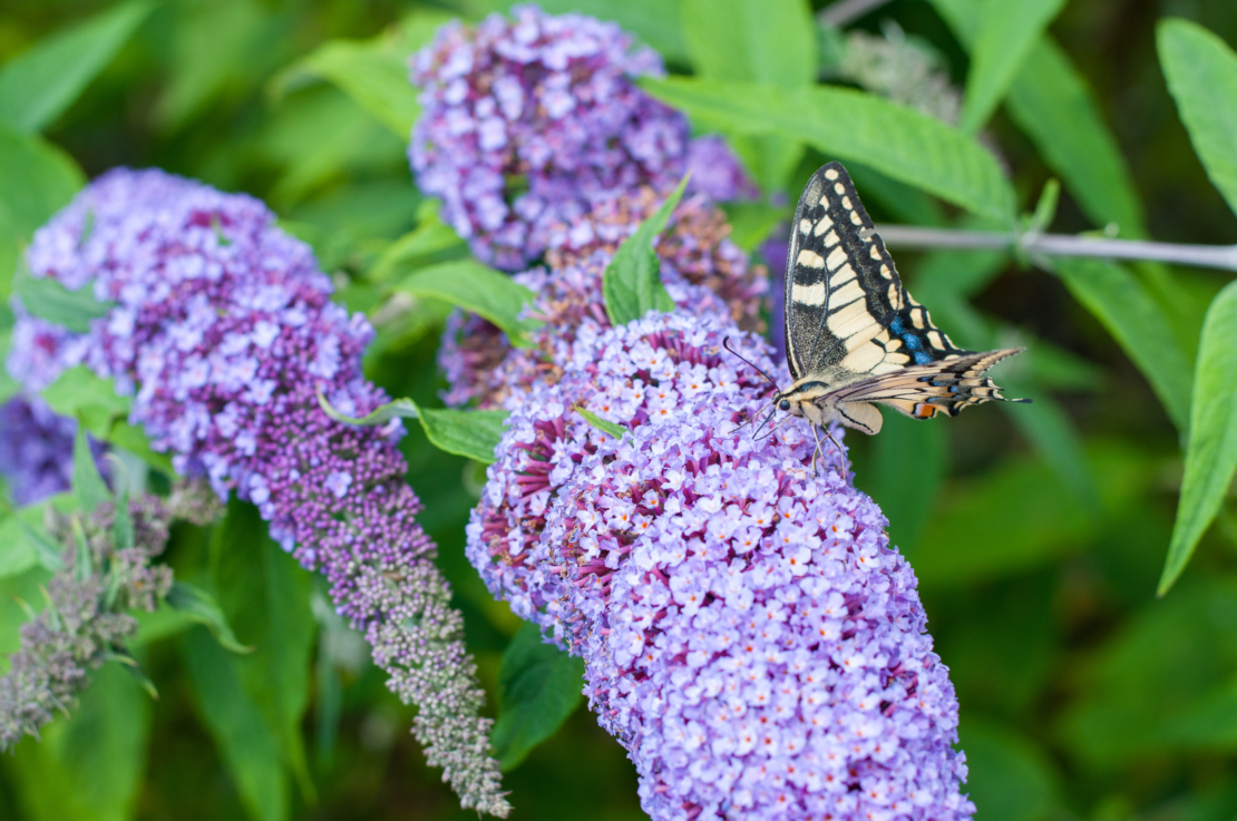 Sommerflieder Foto: AdobeStock_Emmegi_Mig