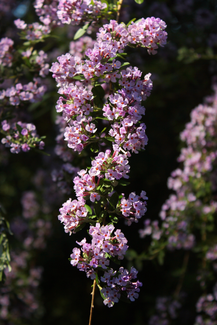 Sommerflieder Adobestock_ aquatarkus