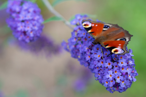 Sommerflieder Foto: AdobeStock_sleepyhobbit