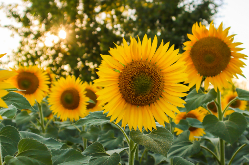 Sonnenblumen-pflanzen-AdobeStock_Bulat