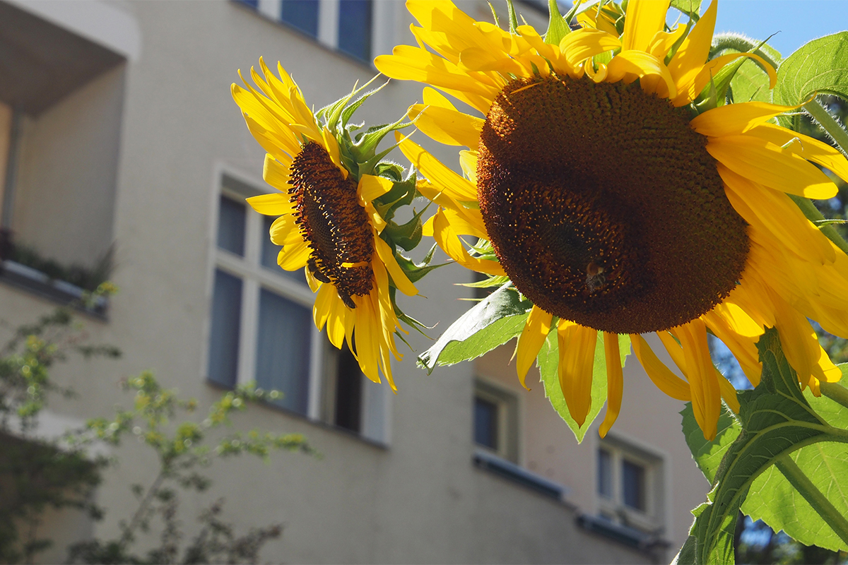 Sonnenblumen pflanzen Foto: AdobeStock_Finecki
