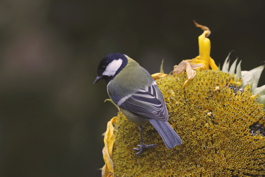 Wenn Sie Sonnenblumen säen, freuen sich auch Gartenvögel. Kohlmeisen schmecken die Sonnenblumenkerne besonders gut. [Foto: AdobeStock_Aggi Schmid]