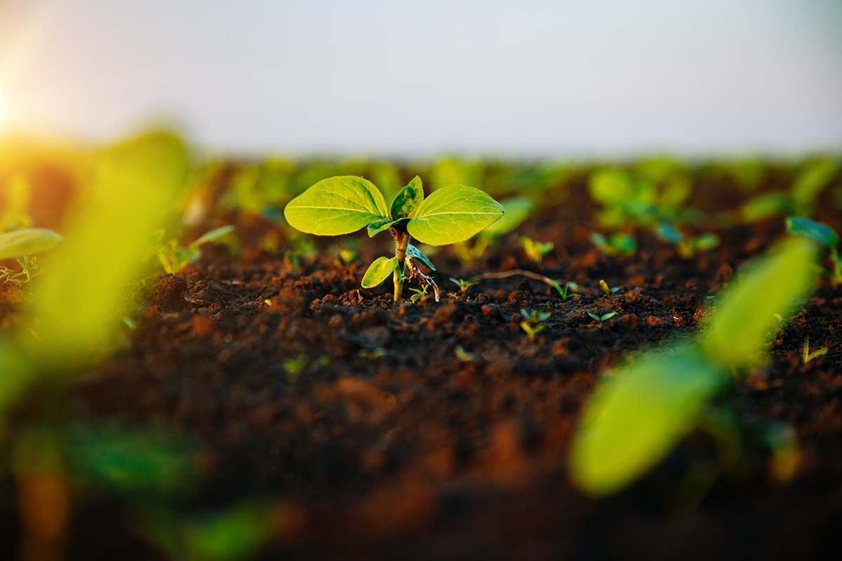 Wenn Sie Sonnenblumen säen, haben die Sämlinge schon nach einigen Wochen ein bis drei Blattpaare. [Foto: AdobeStock_Leonid Tit]