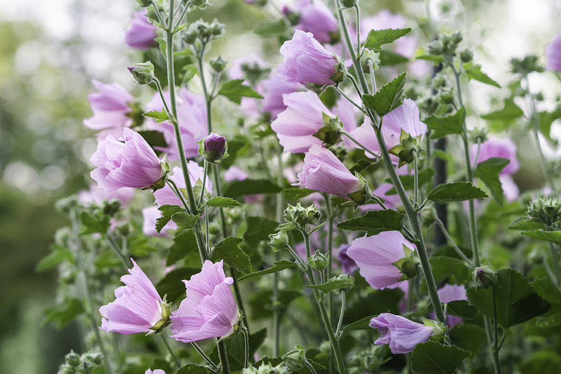 Stockrose Foto: AdobeStock_Marjatta