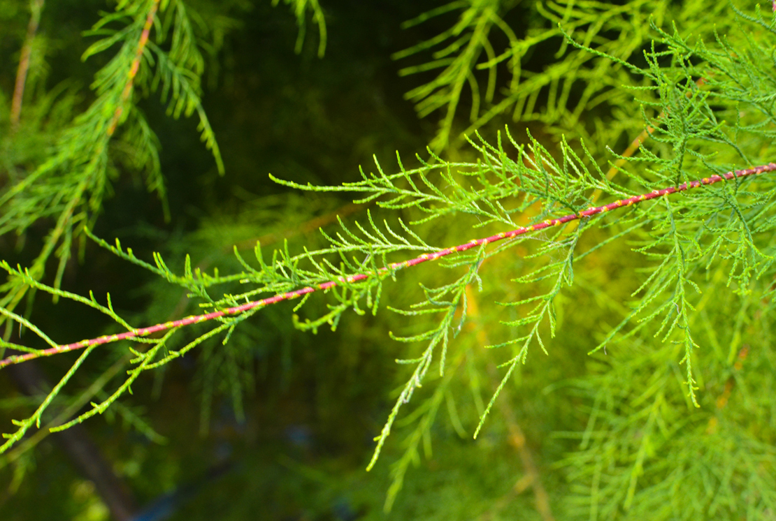 Das Laub einer Tamariske erinnert ein wenig an Koniferen. Foto: iStock_Kateryna Pavliuk