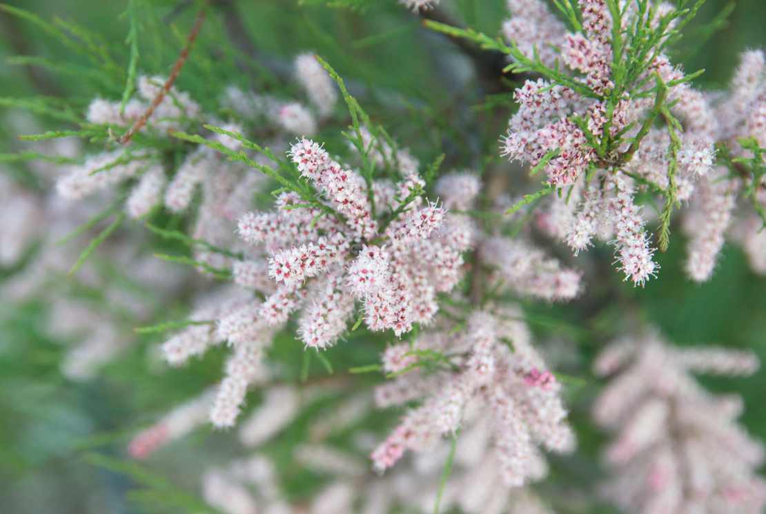 Von Juni bis August trägt die Französische Tamariske ihre hellrosa gefärbten Blüten. Foto: AdobeStock_Dana