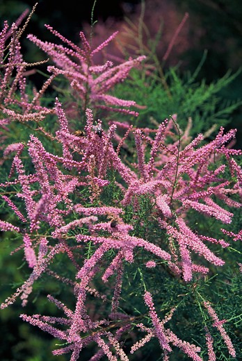 Tamarix ramosissima Foto: iVerde_PPO