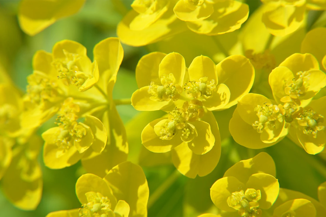 Die gelben Blüten der Hohen Wolfsmilch in der Nahaufnahme. Foto: AdobeStock_Alisseja