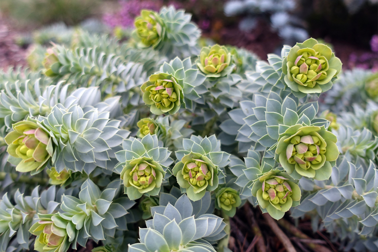 Wolfsmilch im Garten Die richtige Art für jeden Anspruch GartenFlora