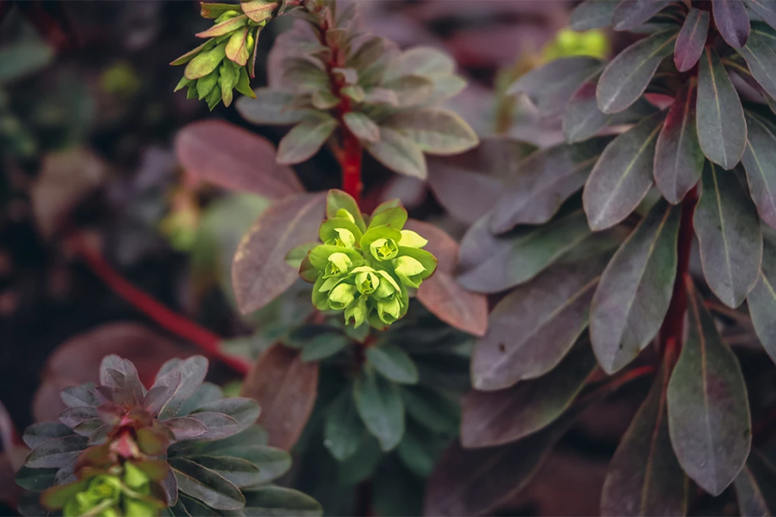 Eine Mandel-Wolfsmilch mit rotem Laub und hellgrünen Blüten. Foto: AdobeStock_Fotokon